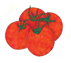 Anyone who's had a fresh-from-the-vine tomato knows they're as different from conventional tomatoes as oranges.